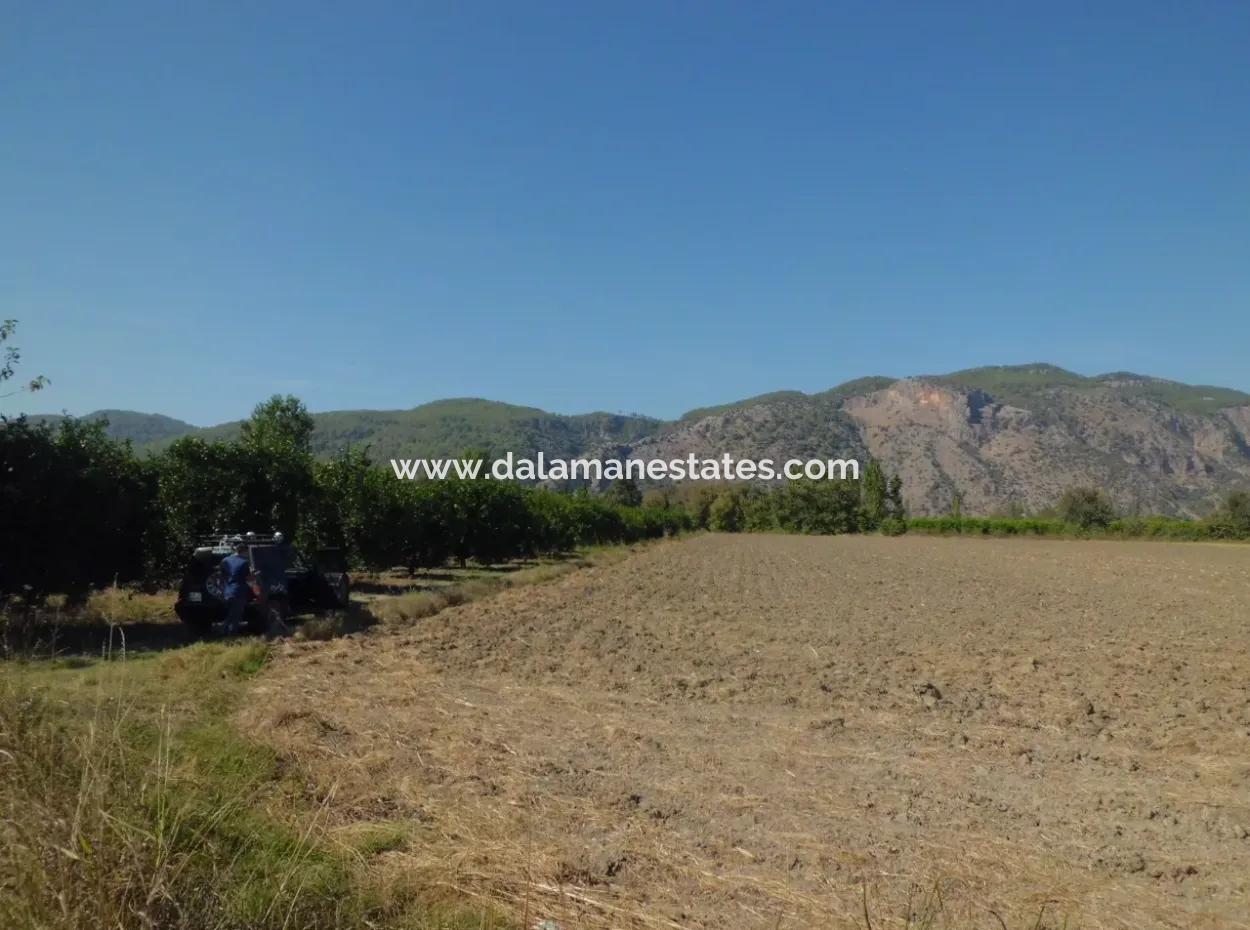 Field Share For Sale