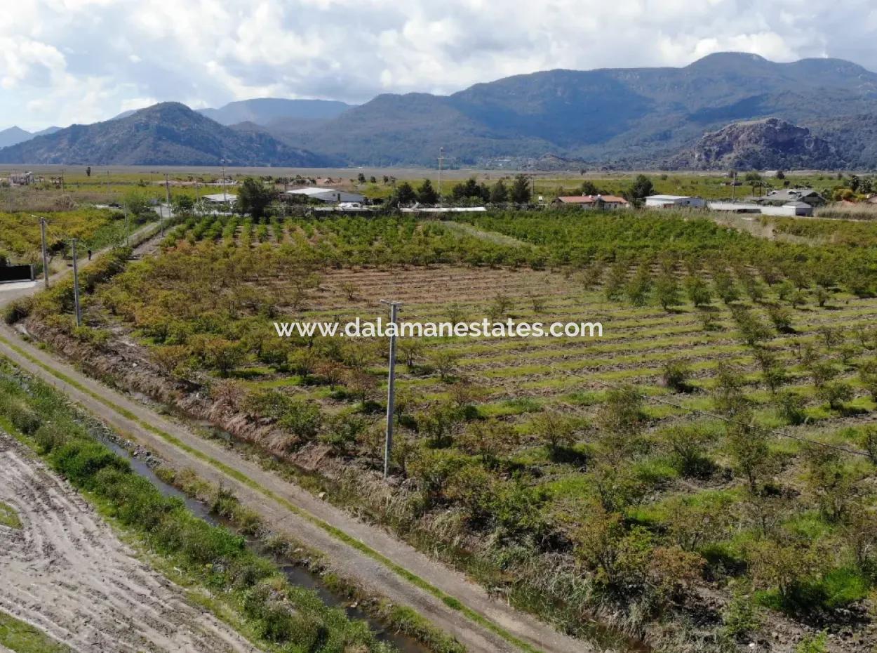 Dalyan Iztuzu Road Single Deed Field For Sale