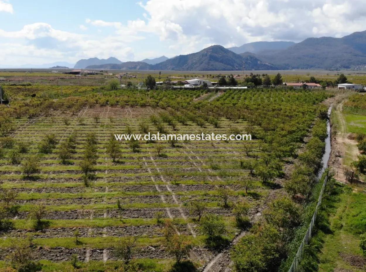 Dalyan Iztuzu Road Single Deed Field For Sale
