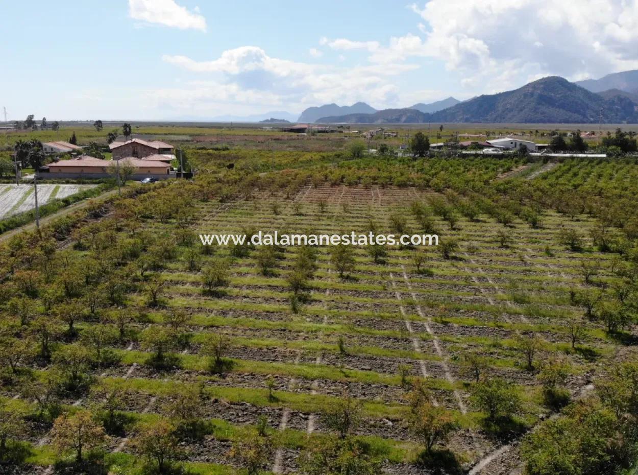 Dalyan Iztuzu Road Single Deed Field For Sale