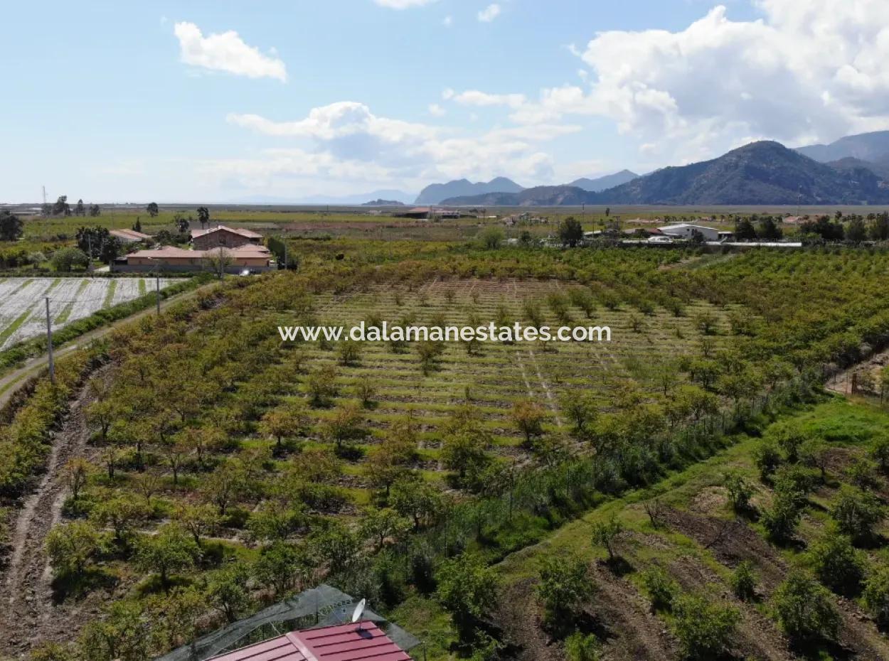 Dalyan Iztuzu Road Single Deed Field For Sale