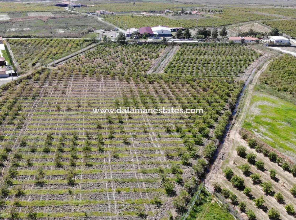 Dalyan Iztuzu Road Single Deed Field For Sale