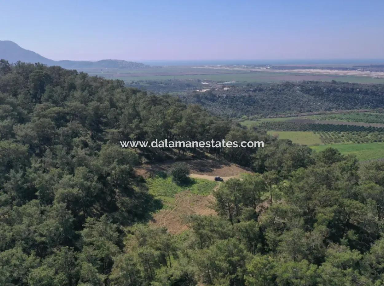 Single Title Deed For Sale In Kapikargin - Forest Interior -