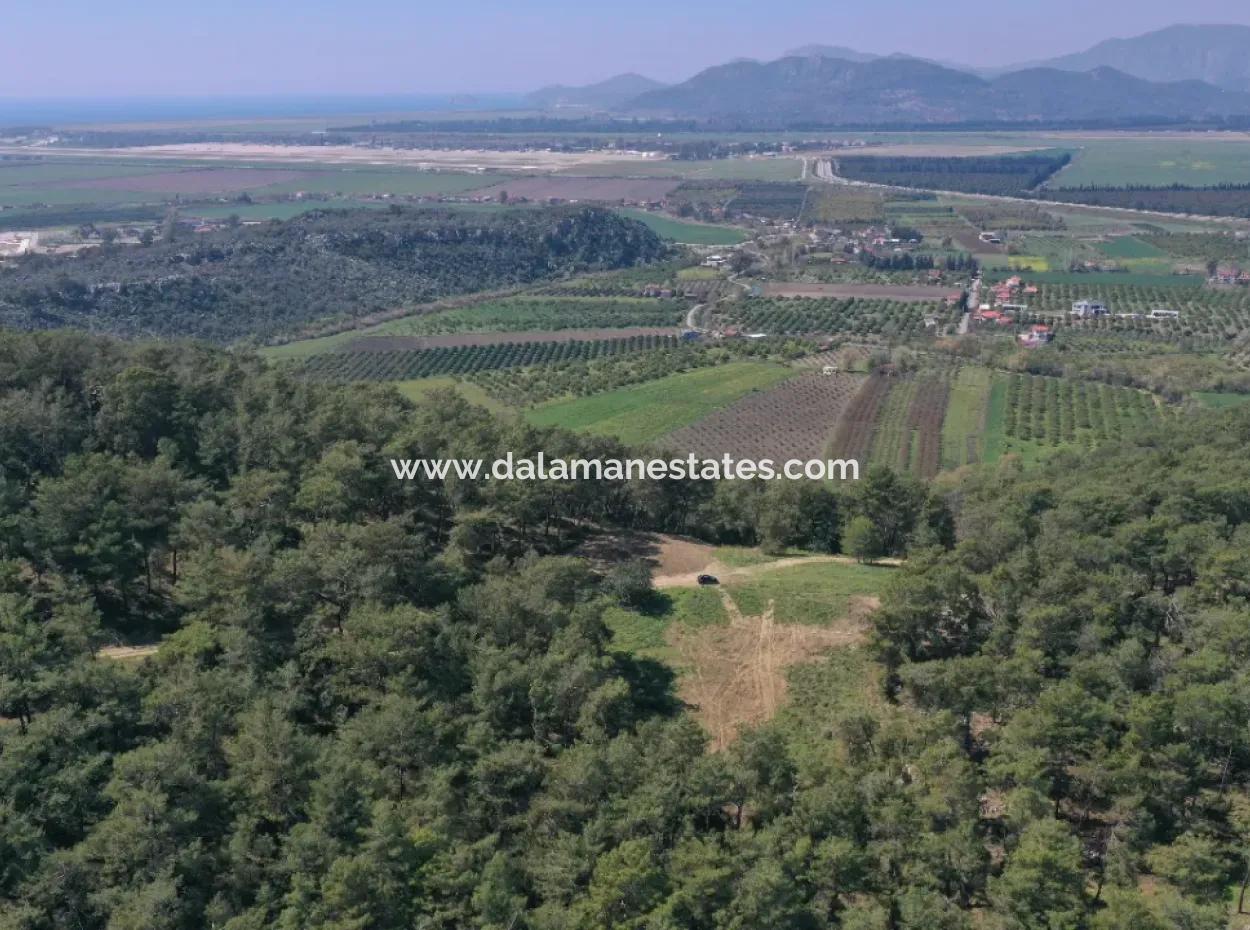 Single Title Deed For Sale In Kapikargin - Forest Interior -