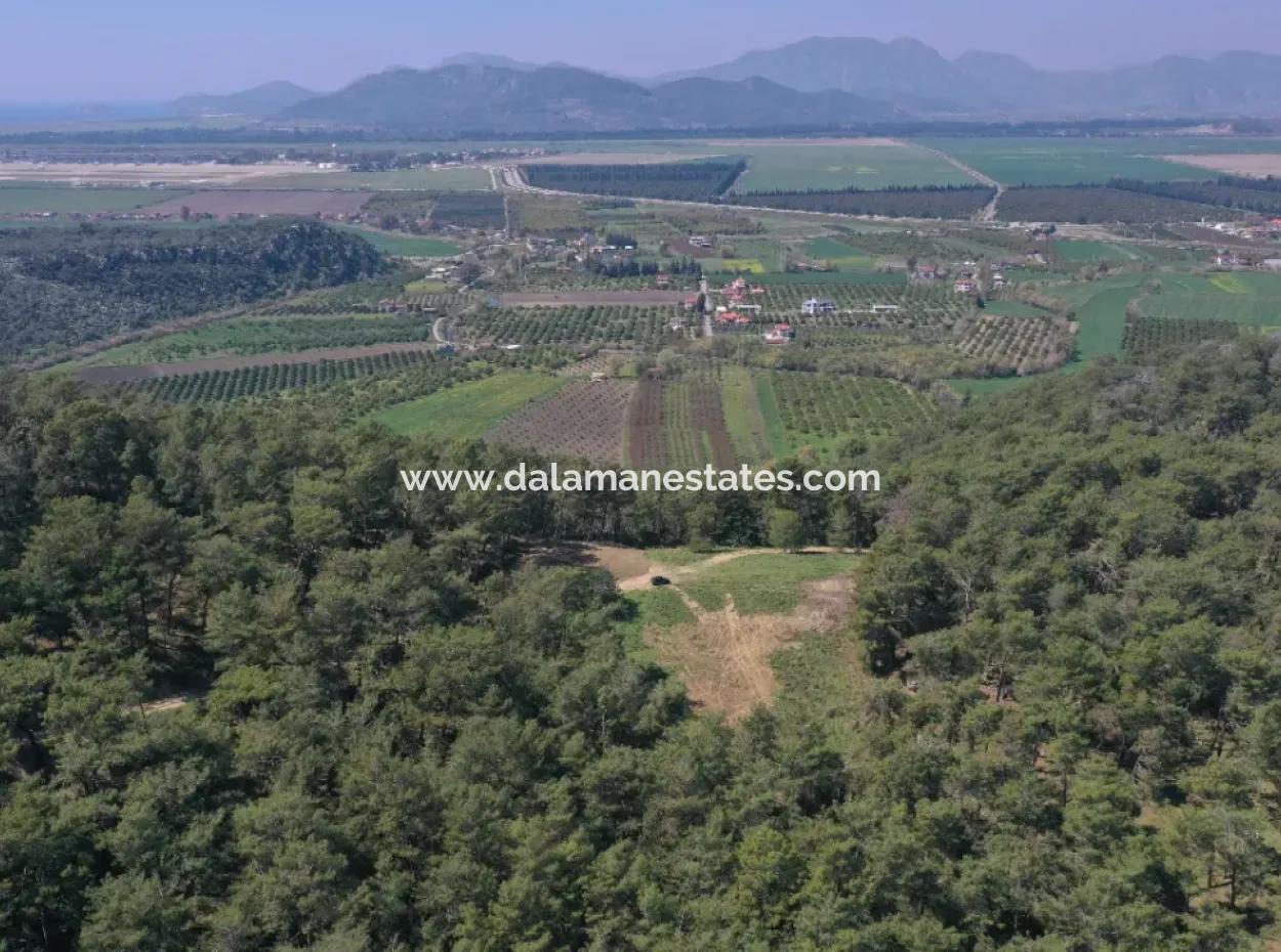 Single Title Deed For Sale In Kapikargin - Forest Interior -