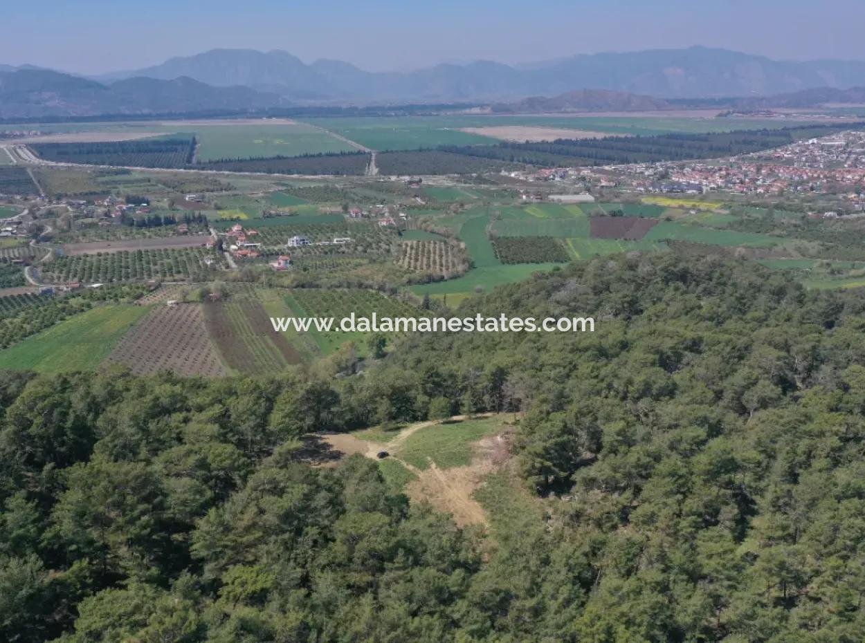 Single Title Deed For Sale In Kapikargin - Forest Interior -