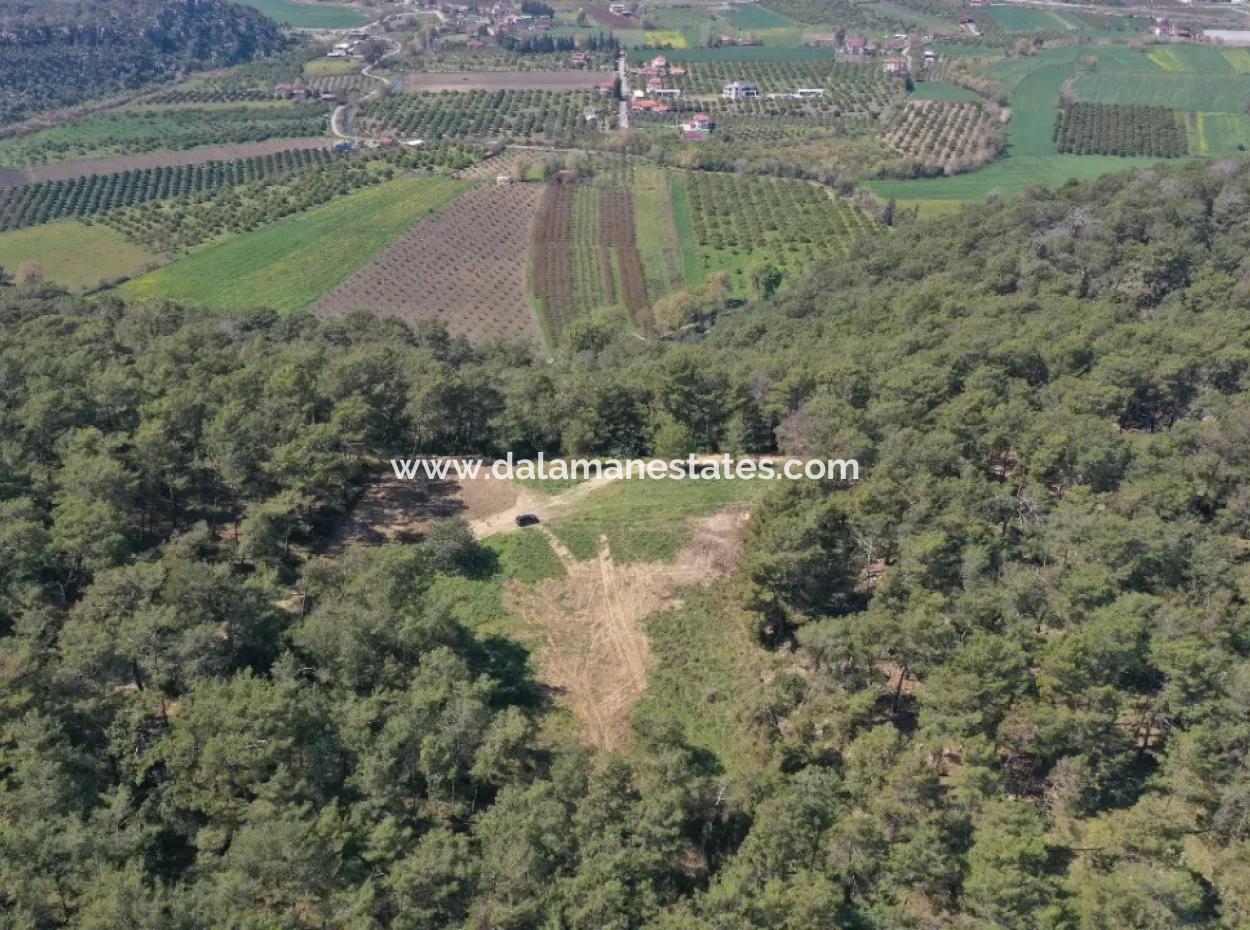 Single Title Deed For Sale In Kapikargin - Forest Interior -