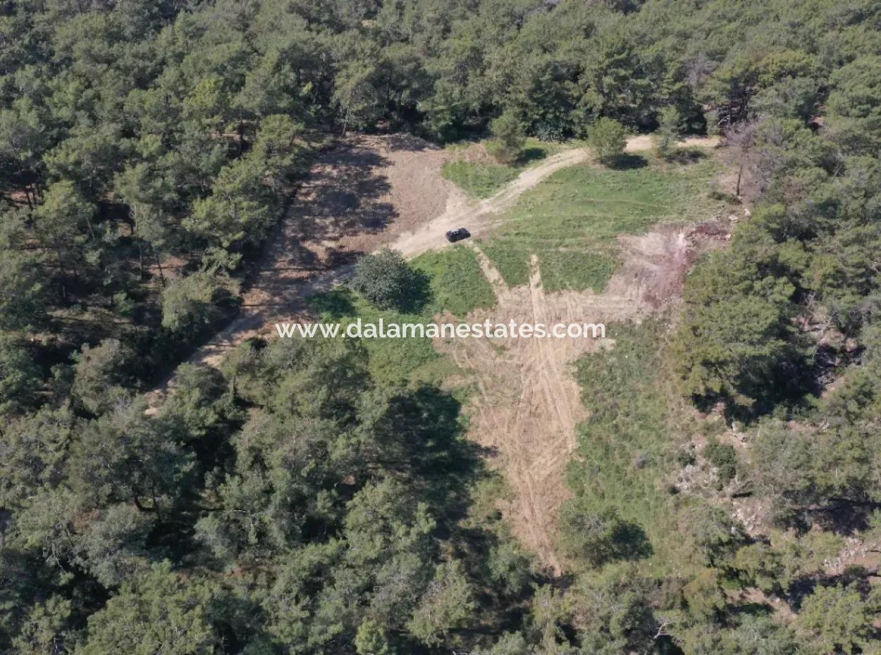 Single Title Deed For Sale In Kapikargin - Forest Interior -