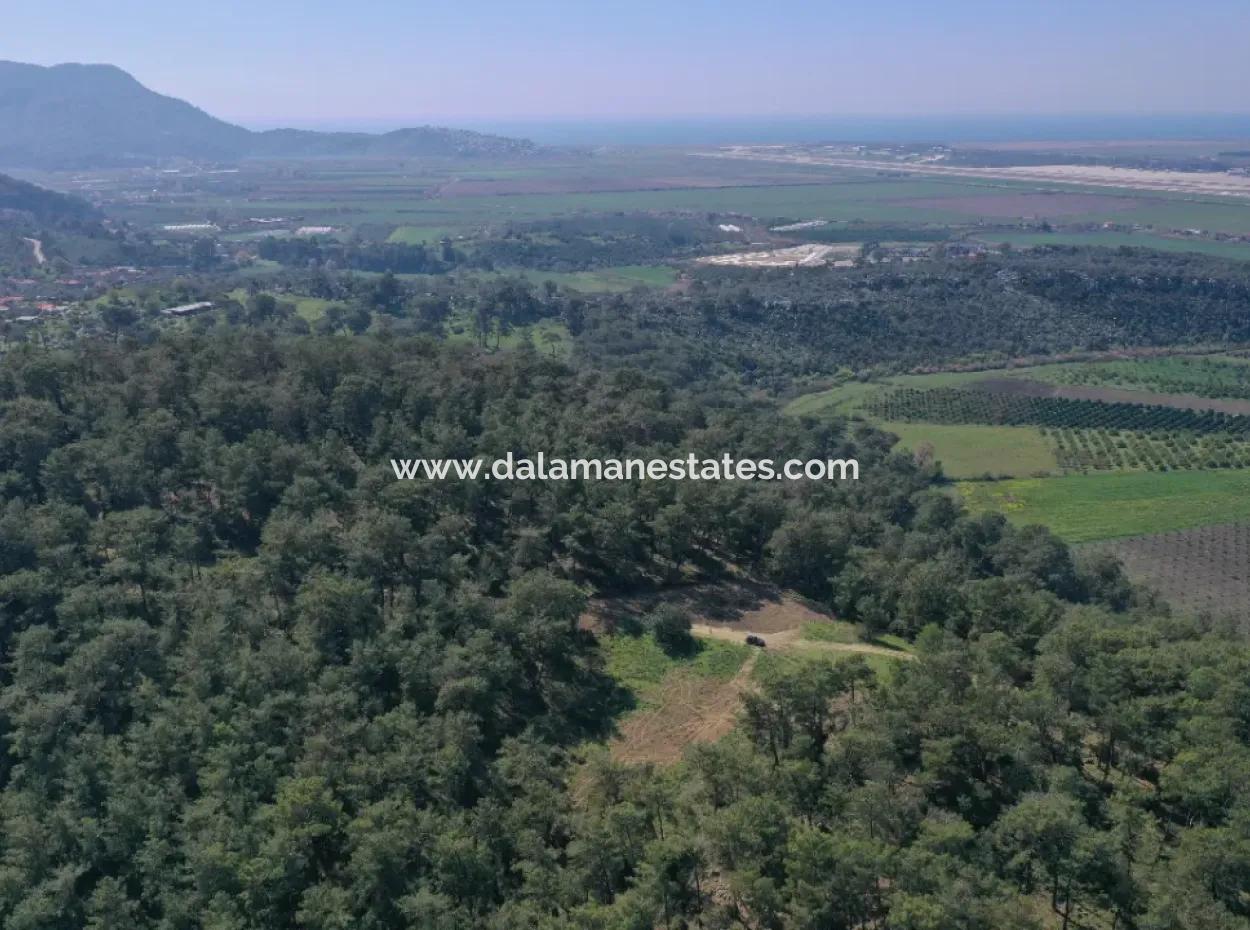 Single Title Deed For Sale In Kapikargin - Forest Interior -