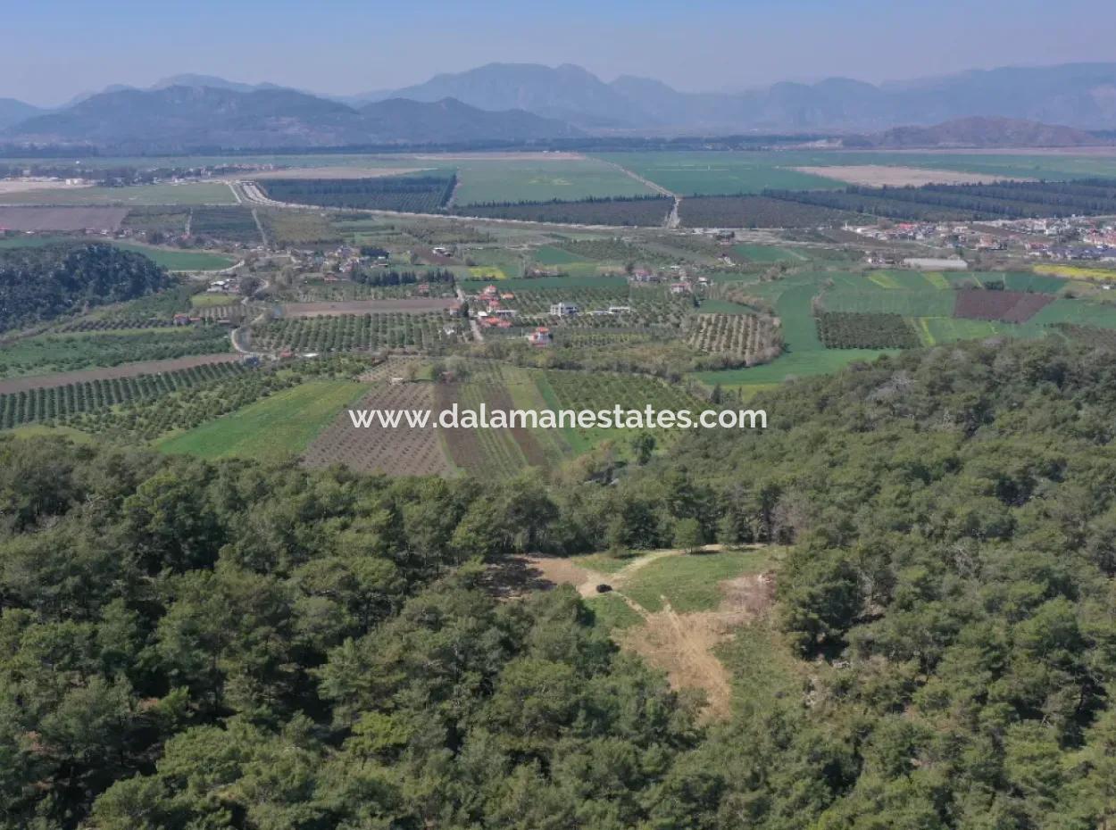 Single Title Deed For Sale In Kapikargin - Forest Interior -