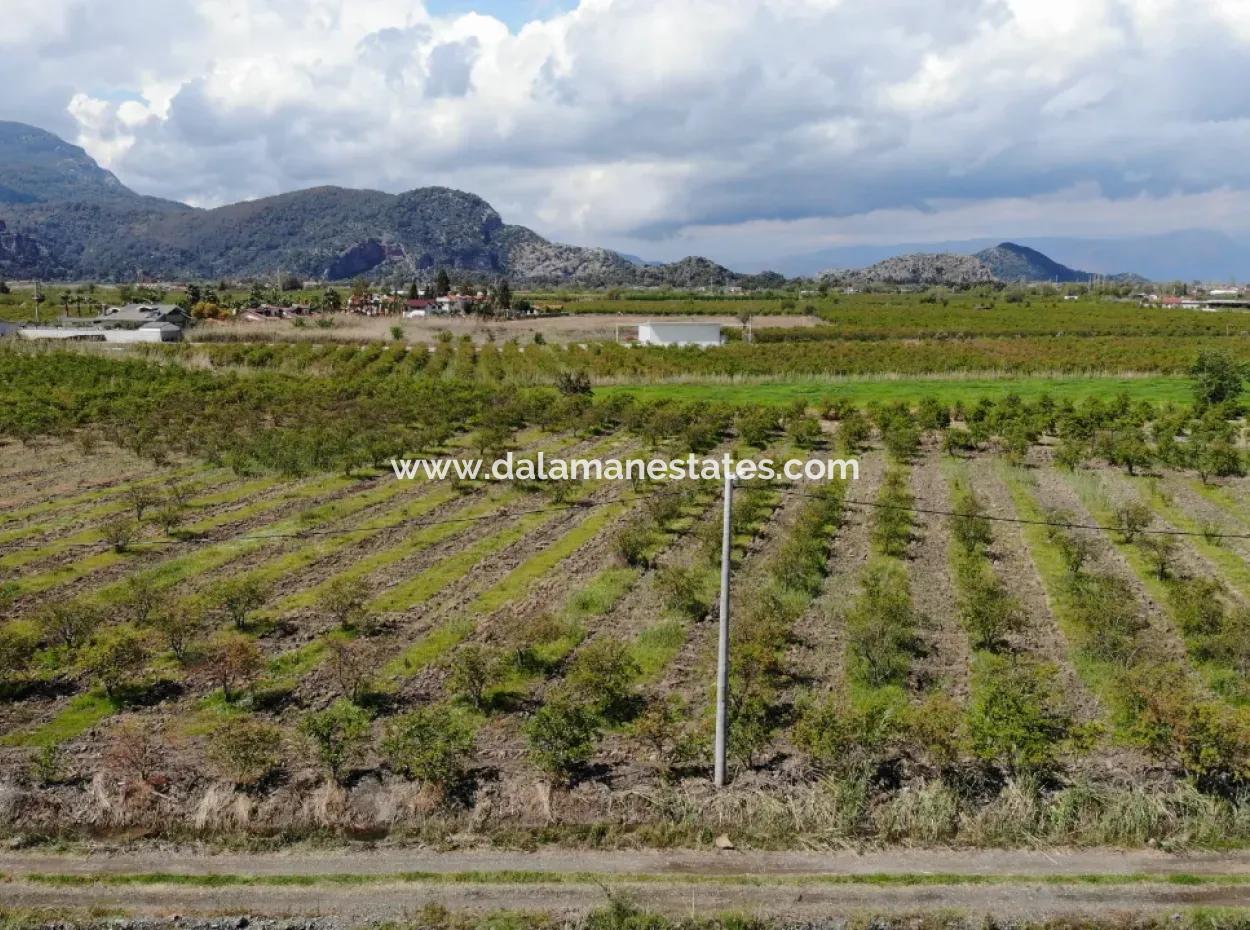 Dalyan İztuzu Yolunda Satılık Tek Tapu Tarla