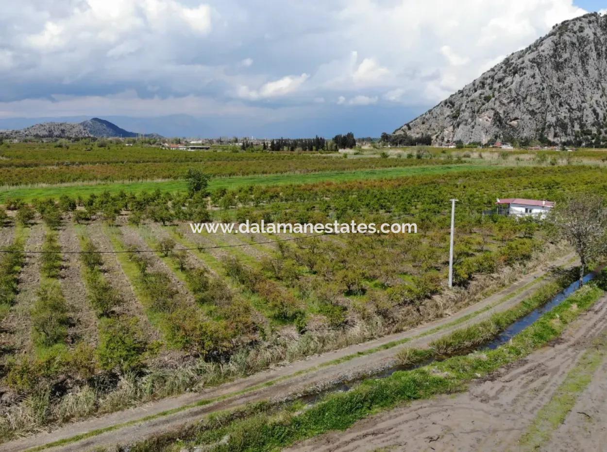 Dalyan İztuzu Yolunda Satılık Tek Tapu Tarla