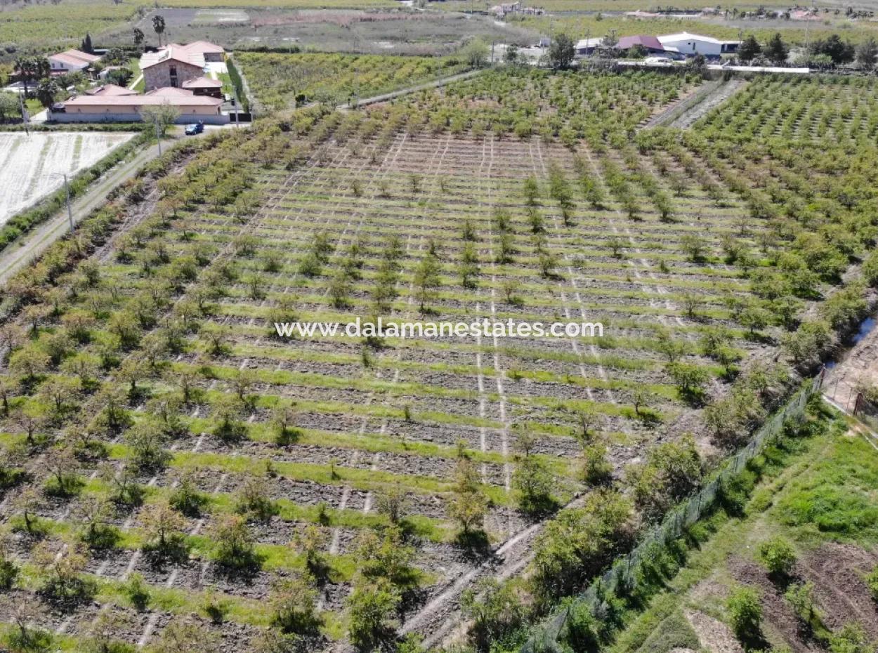 Dalyan İztuzu Yolunda Satılık Tek Tapu Tarla
