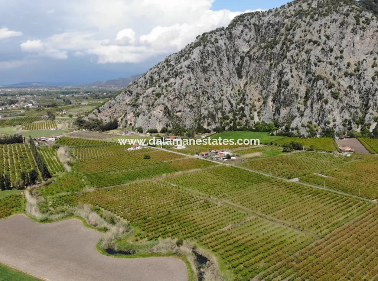 Dalyan İztuzu Yolunda Satılık Tek Tapu Tarla